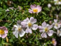 Mehrere Zistrosenblüten